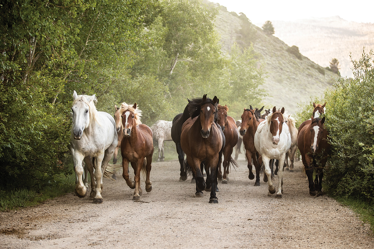 A herd trots down a dusty path