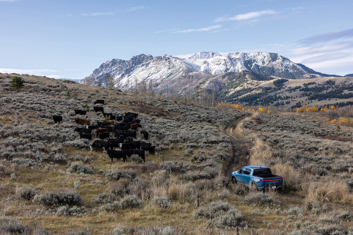 A rancher driving towards cattle in the mountains.