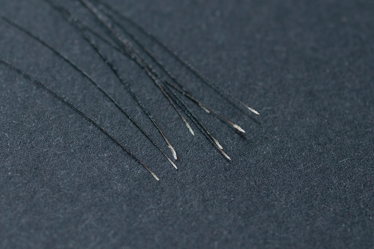 Close-up of individual mane hairs pulled from the root that contain enough cells to send in for equine DNA testing.