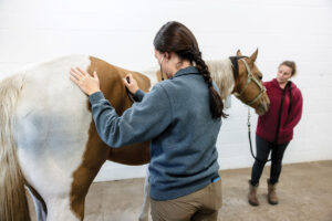 Equine Insurance Policies