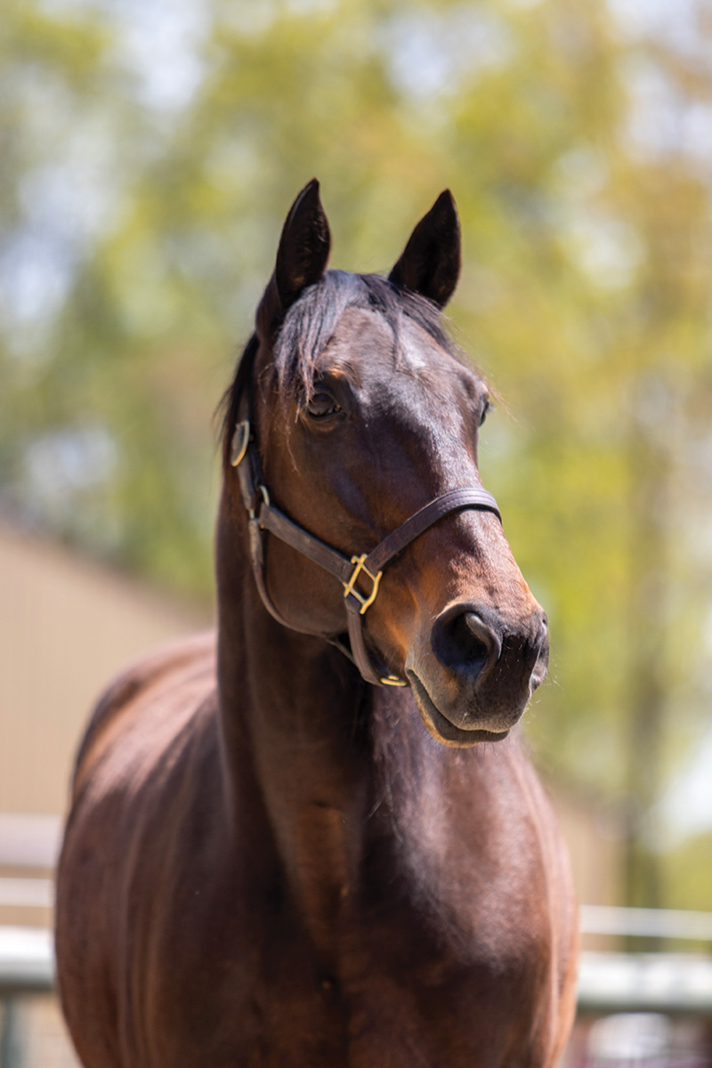 A headshot of a bay mare