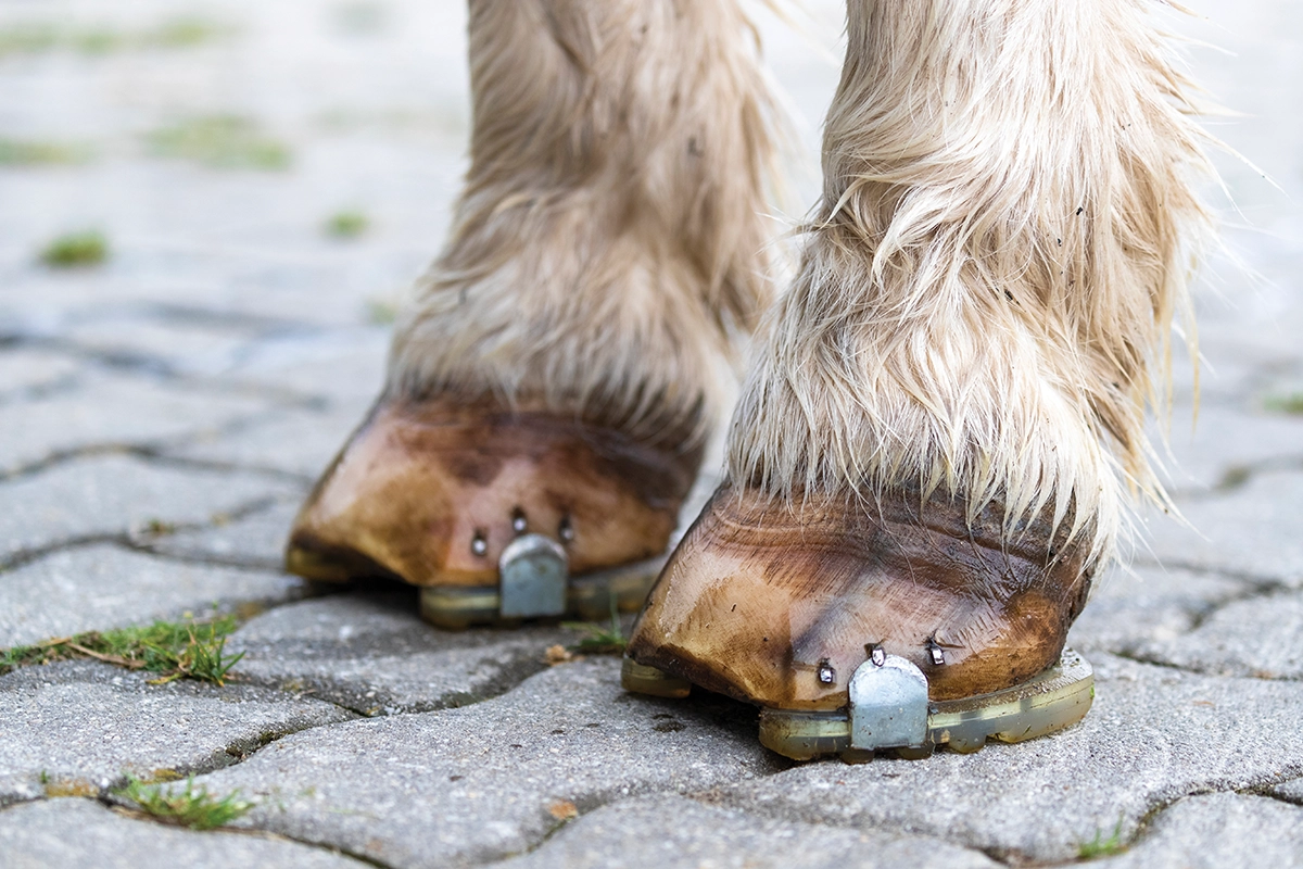 Special shoeing for a horse with laminitis in the fall.