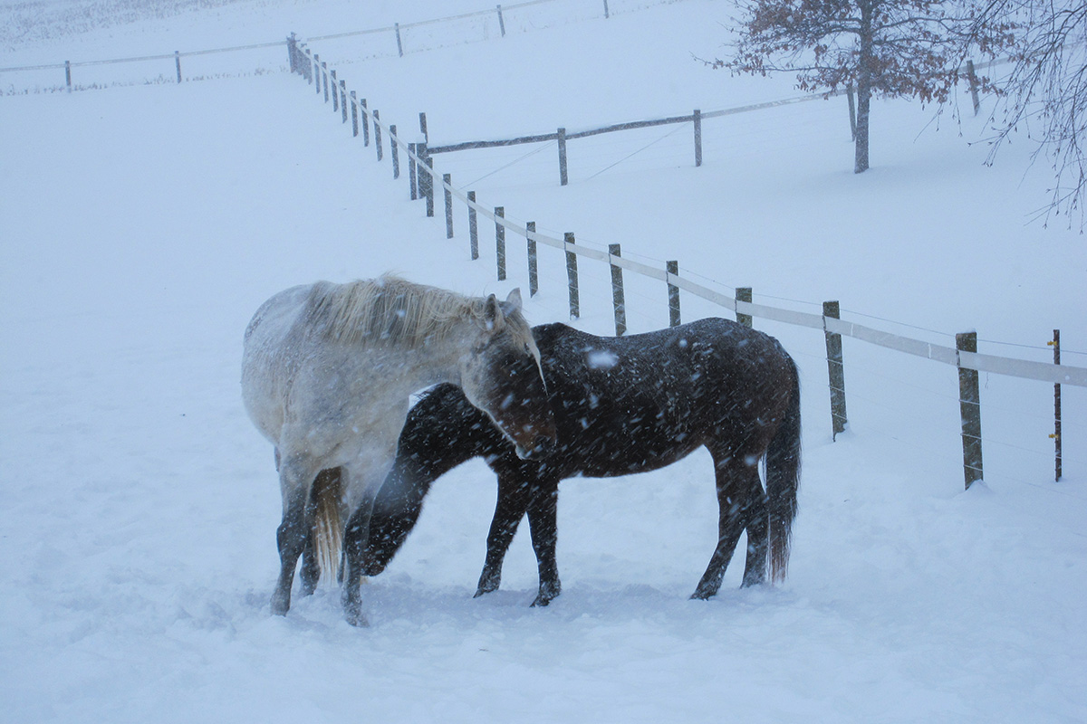 Two horses in the snow