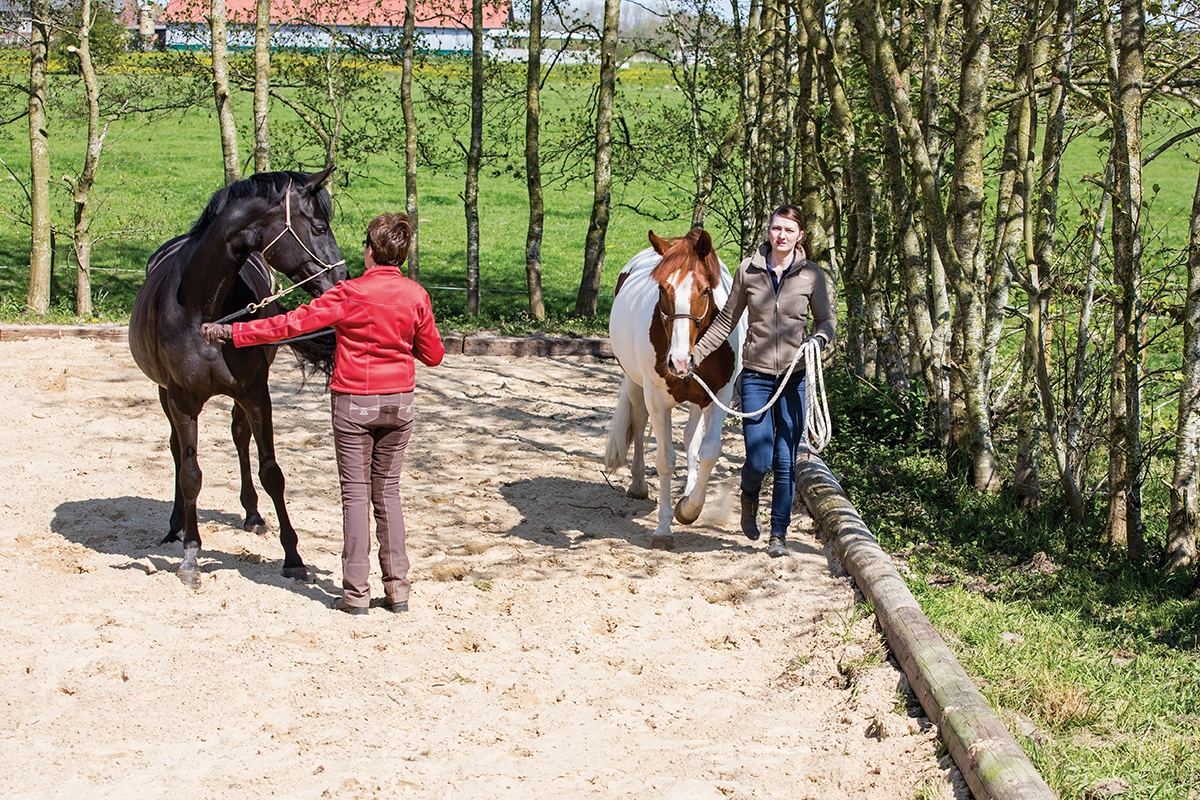Two equestrians practicing proper ground equitation while doing groundwork with their horses.