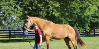 Try These Two Ground Obstacles Working a horse with a bridge ground obstacle.