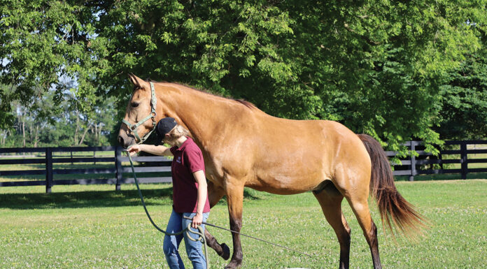 Working a horse with a bridge ground obstacle.