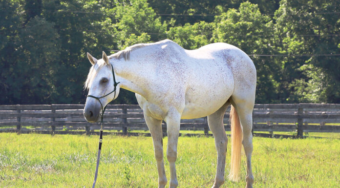 A gray gelding.