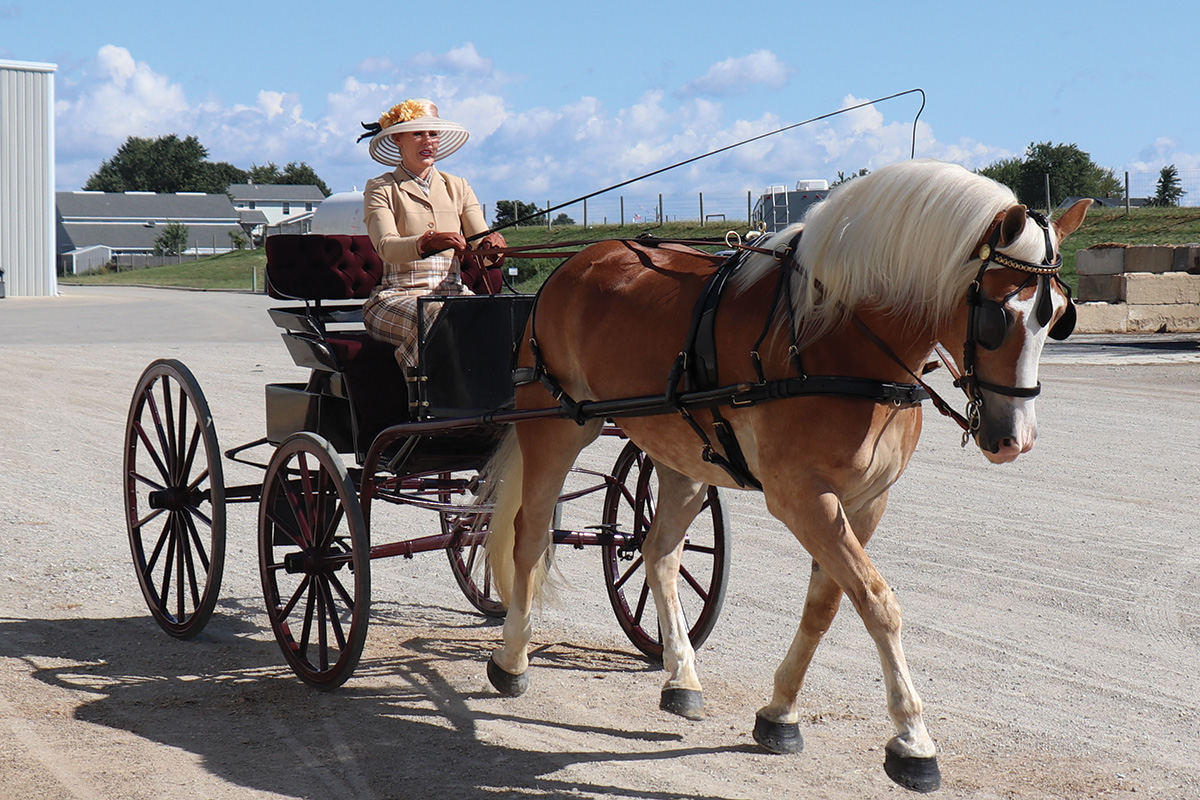 A Haflinger pulling a cart.