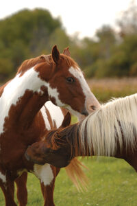 Two Paint Horses displaying herd dynamics