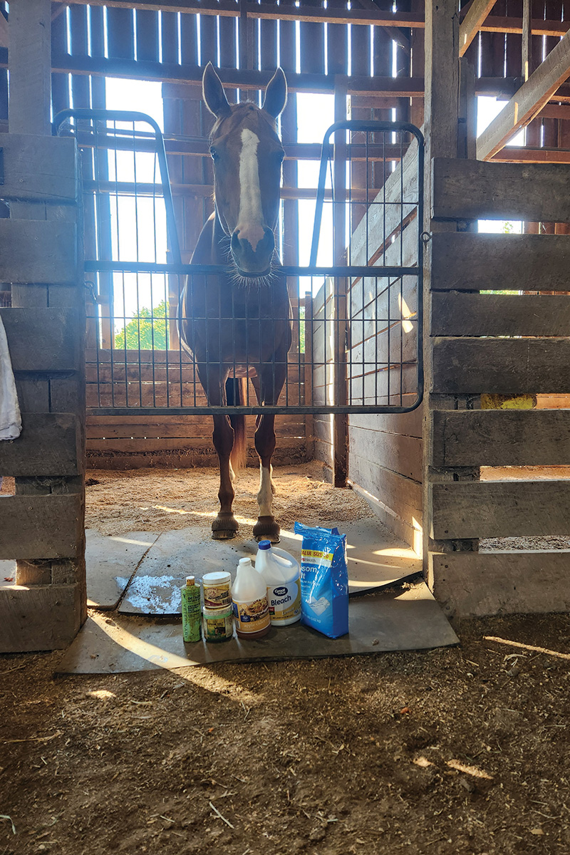 Various solvents set outside of a horse's stall for hoof abscess treatment.