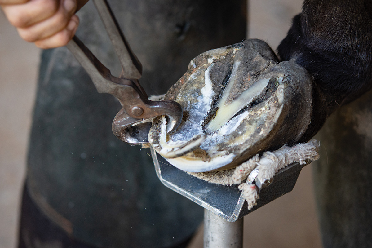 A farrier works on a horse's foot