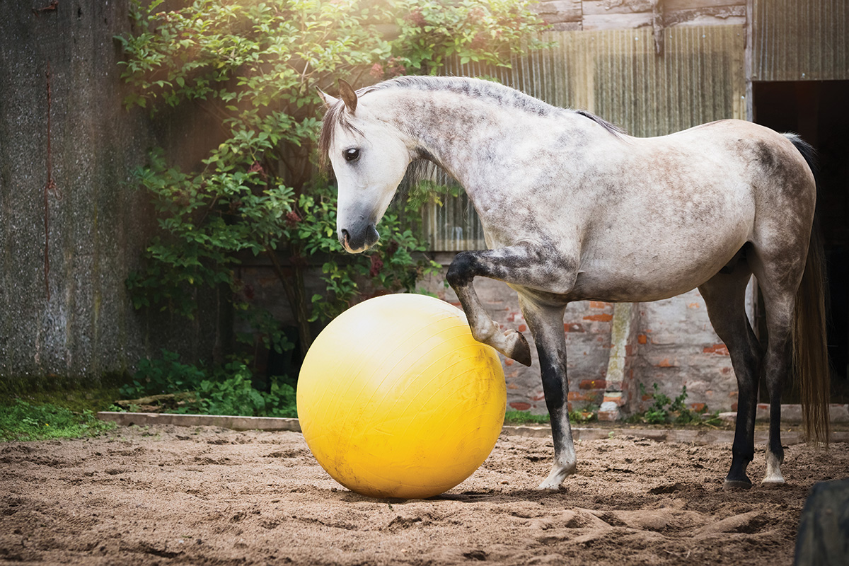 A dappled gray plays with a large ball toy