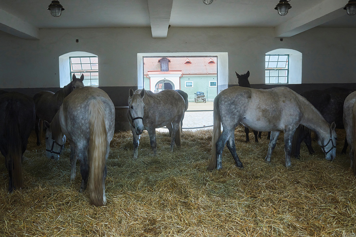 Group housing of horses, which is based on equine social behavior