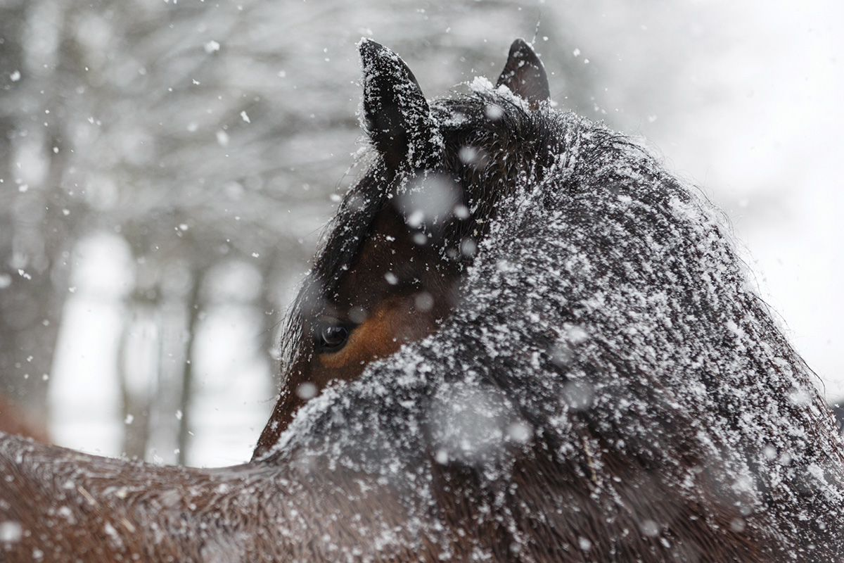 Snow on a gelding's coat.