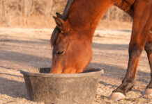 A bay gelding eating from a tub