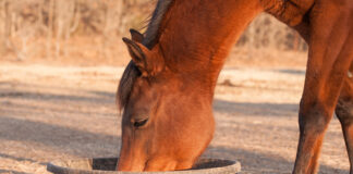 A bay gelding eating from a tub
