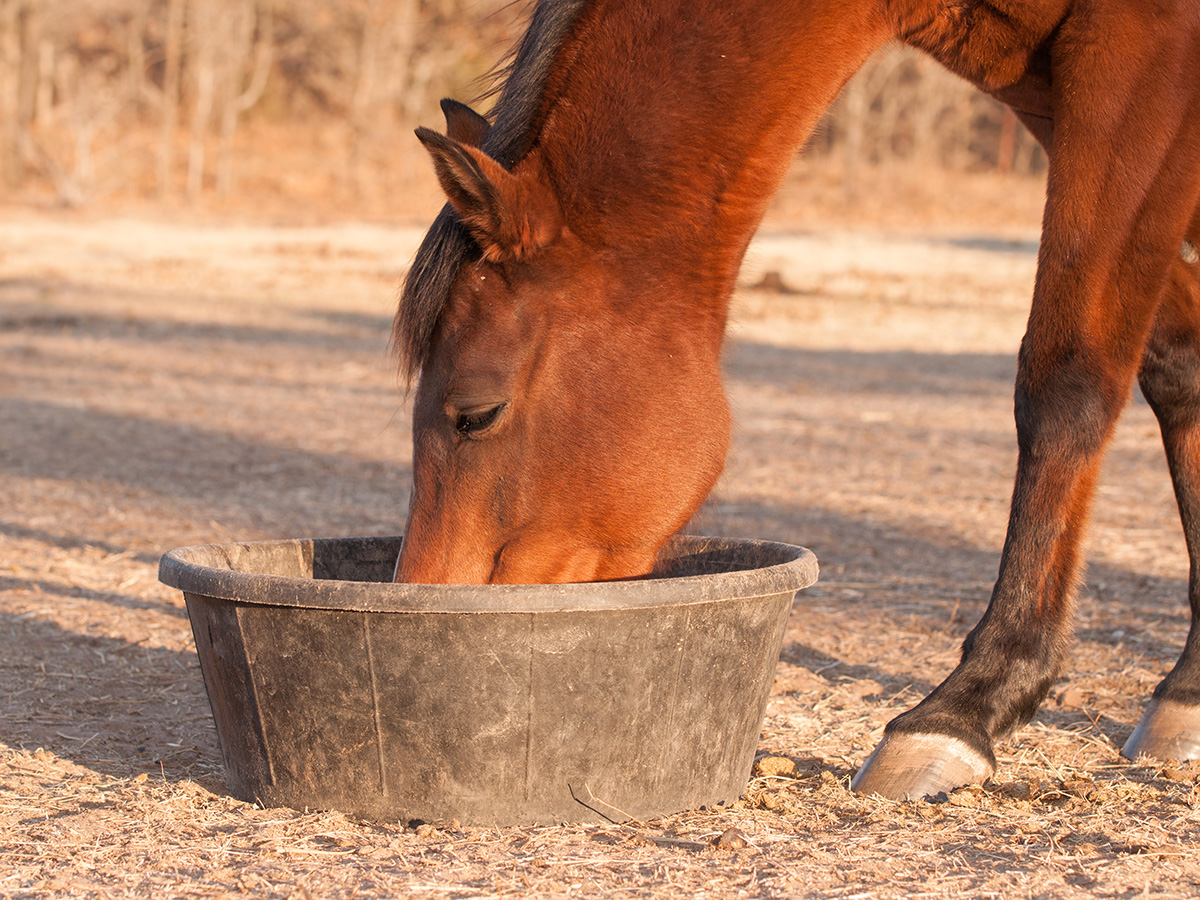 A bay gelding eating from a tub