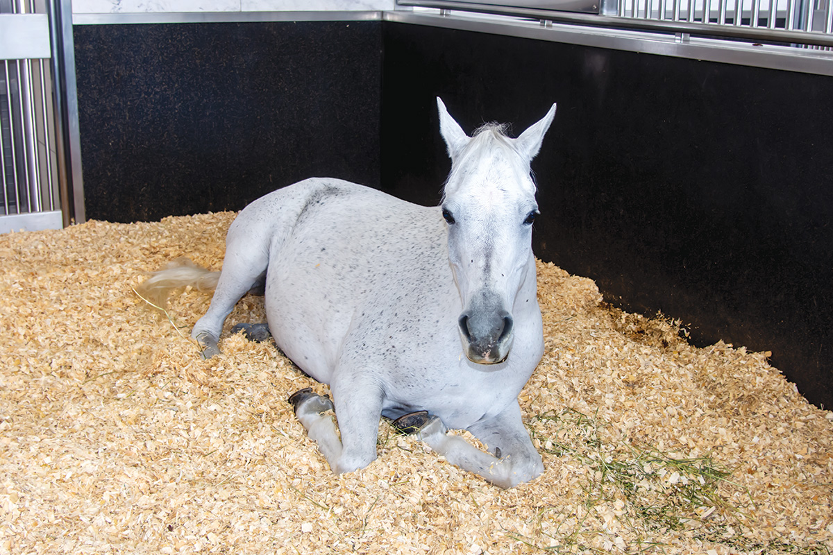 A gray mare laying down in its stall