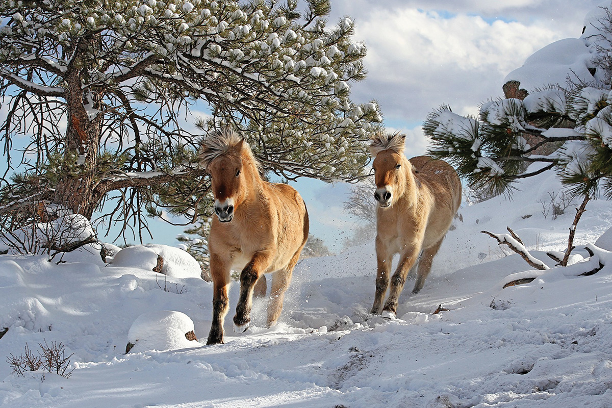 Two Norwegian Fjords gallop through the snow