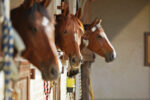 Cribbing Solutions - Horse Illustrated
