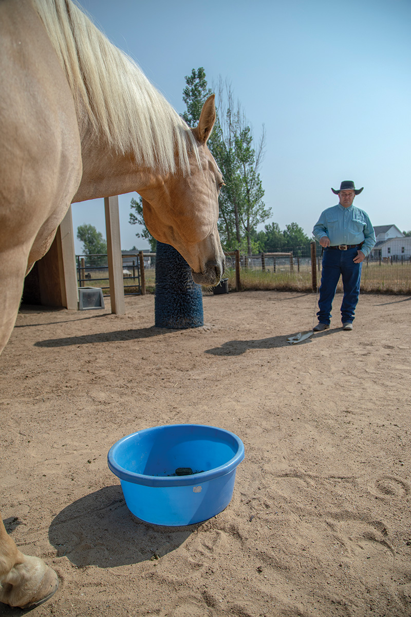 Working with a horse to improve feeding time behavior.