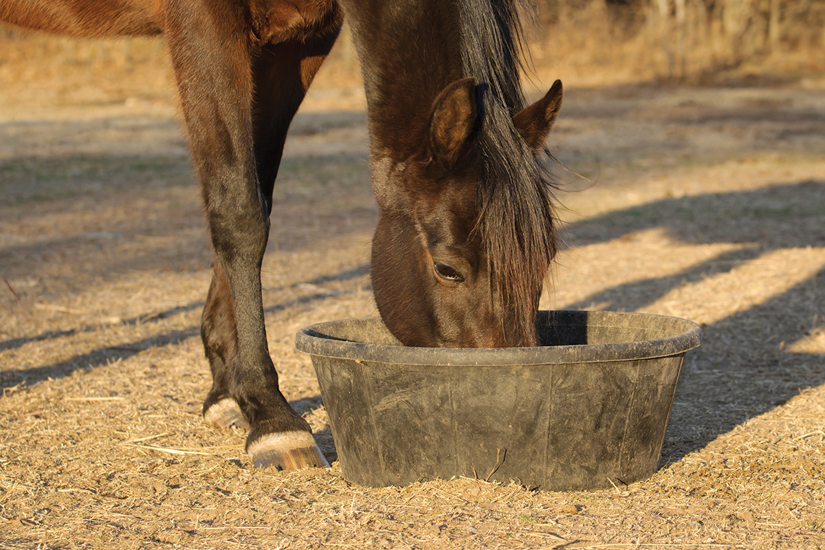A gelding eating from a feed tub
