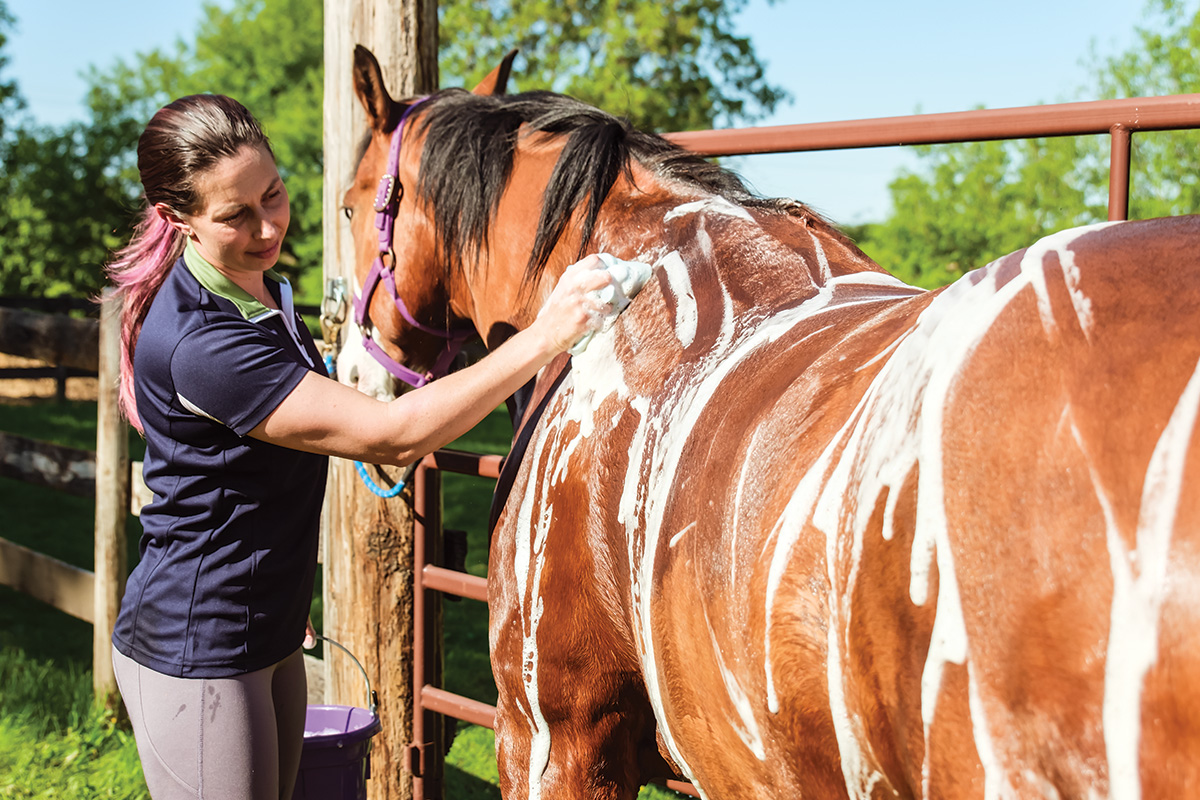 A woman follows grooming tips to bathe her horse