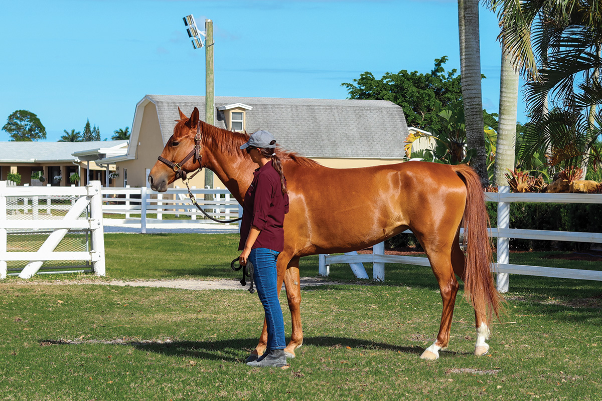 An equestrian holding a tall chestnut