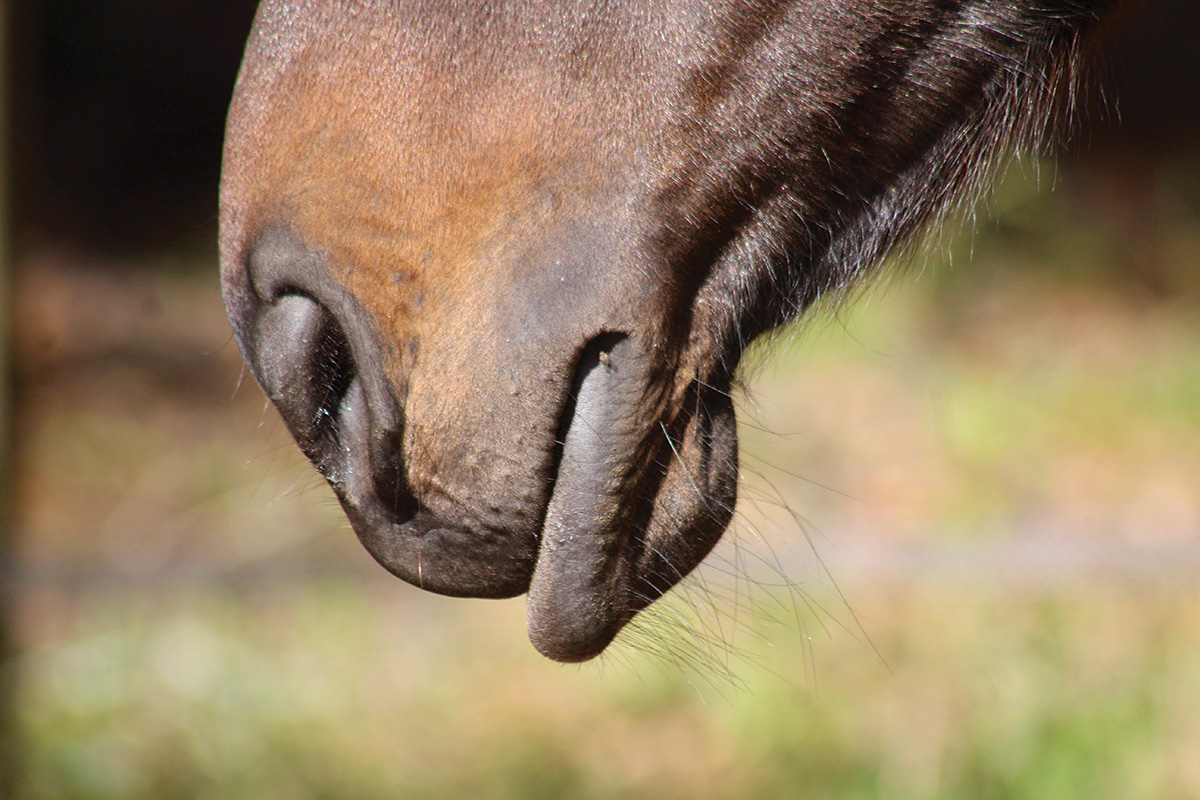 A horse's drooping lower lip, which can be a sign of contentment and happiness
