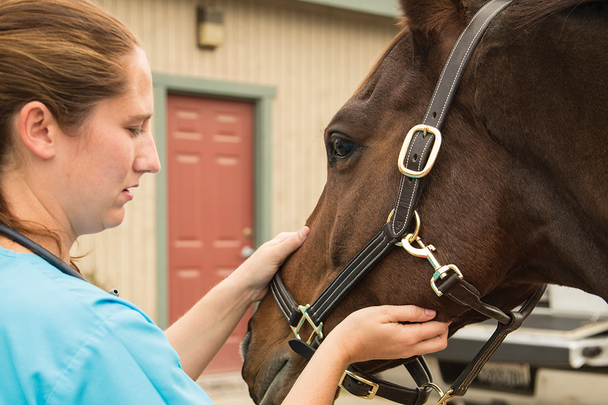Checking a horse's pulse under the jaw as a health check