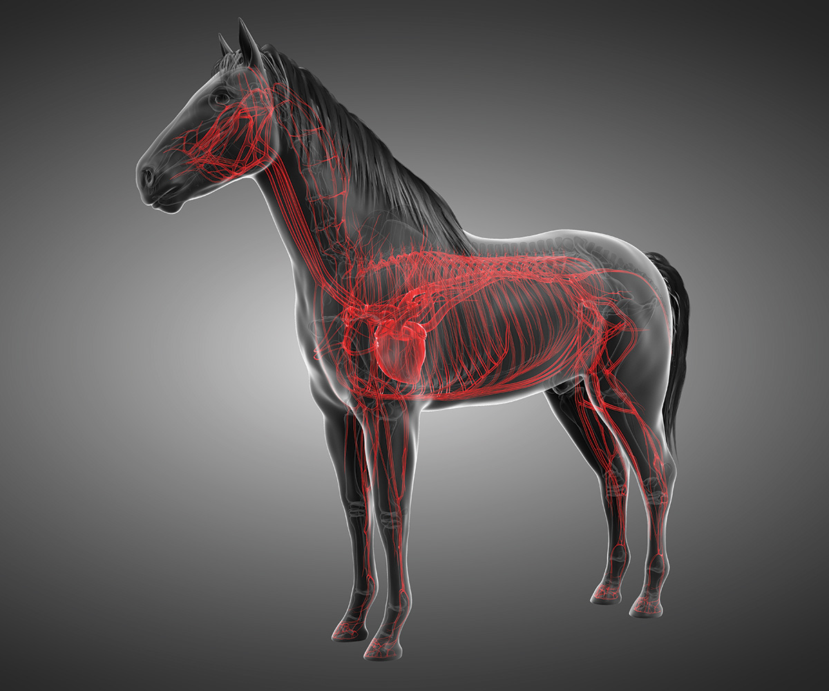 An illustration of a horse's cardiovascular system, used to explain heart issues in horses
