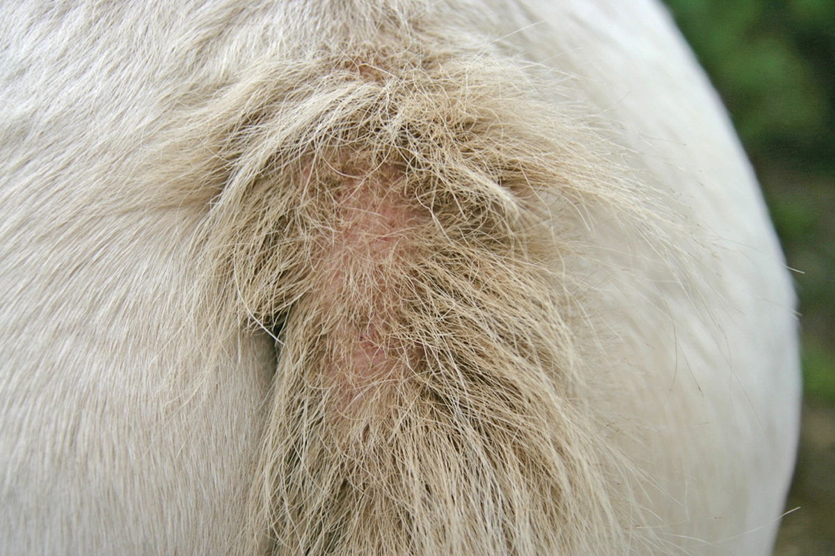 A horse with a tail sore from insect bite hypersensitivity.