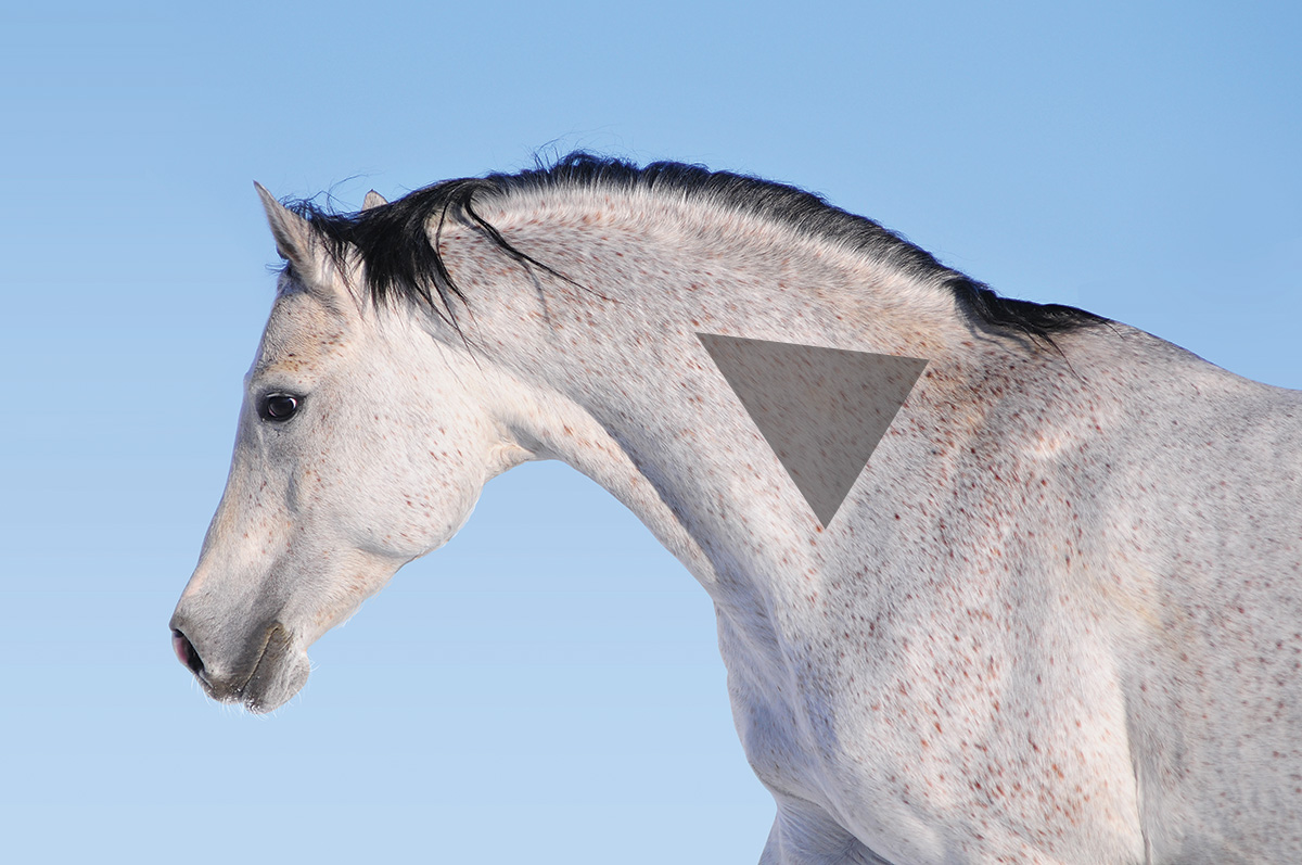 An illustration of a triangle on a horse's neck to visualize the area to use