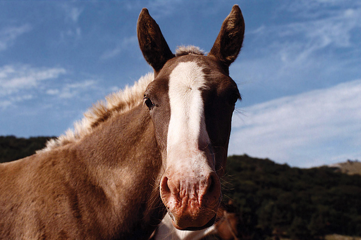 A young horse with photosensitization