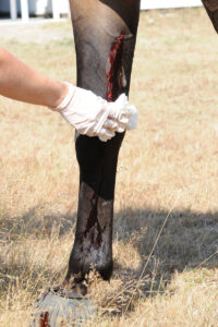 Treating Puncture Wounds in Horses