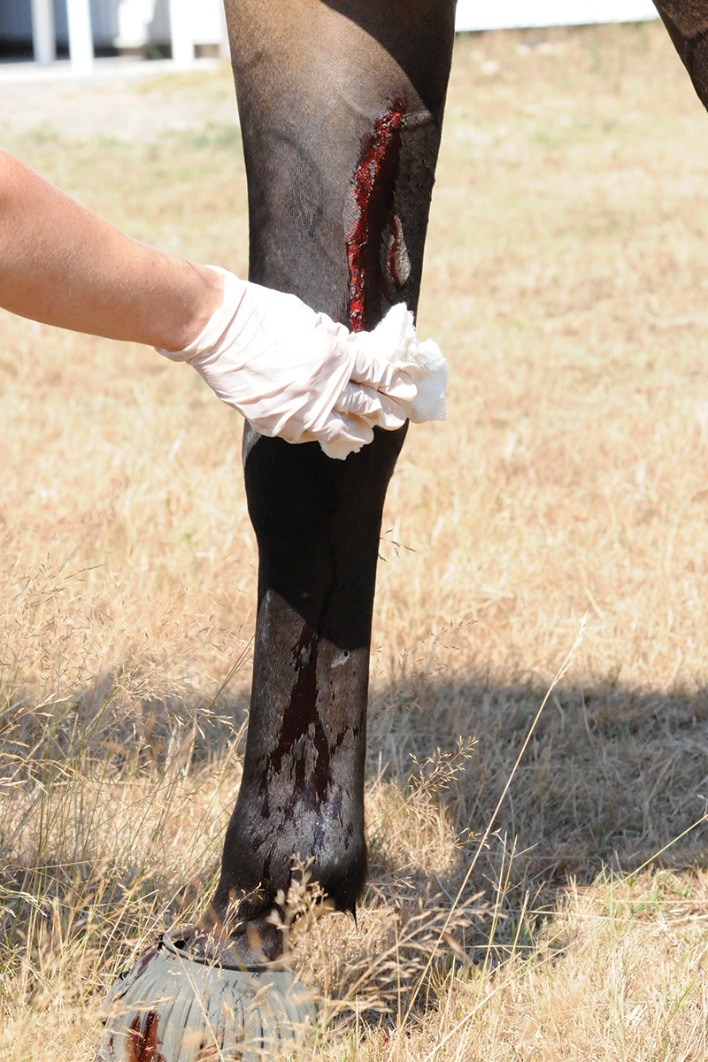 Blood pouring from a puncture wound on a horse's leg