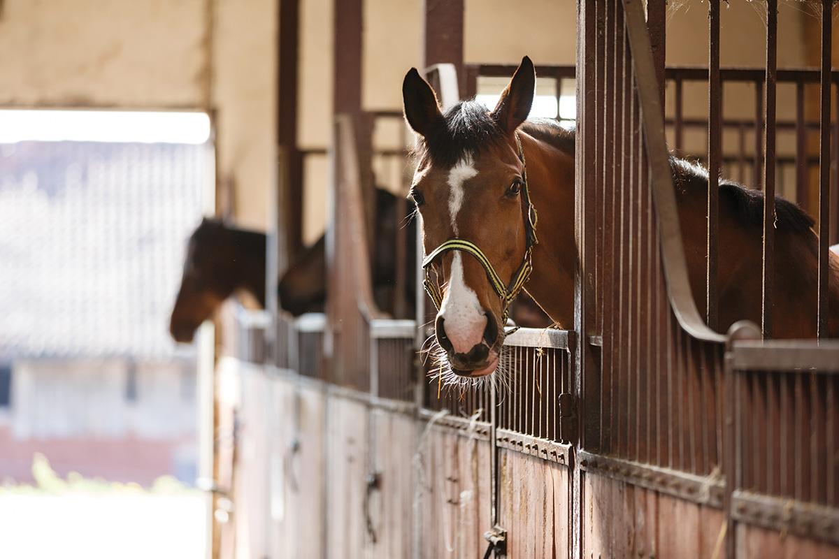 The inside of a boarding stable