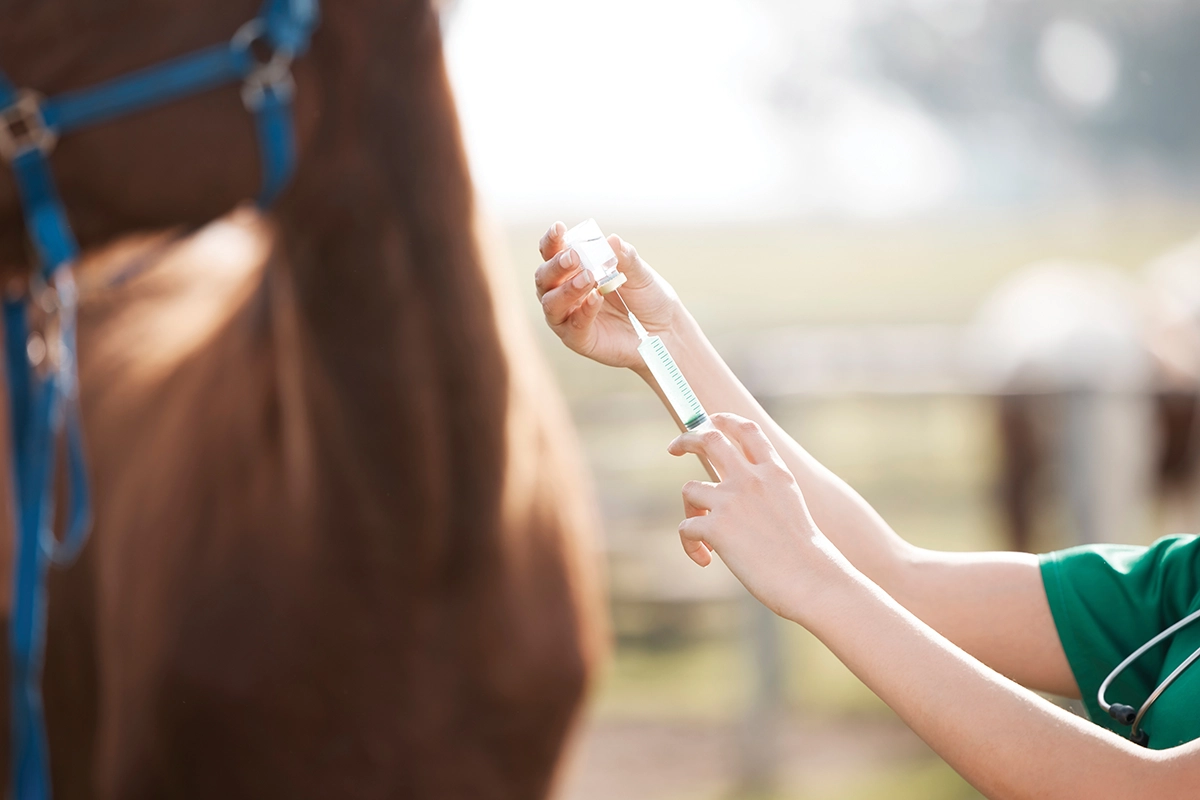A veterinarian giving a horse a vaccine.