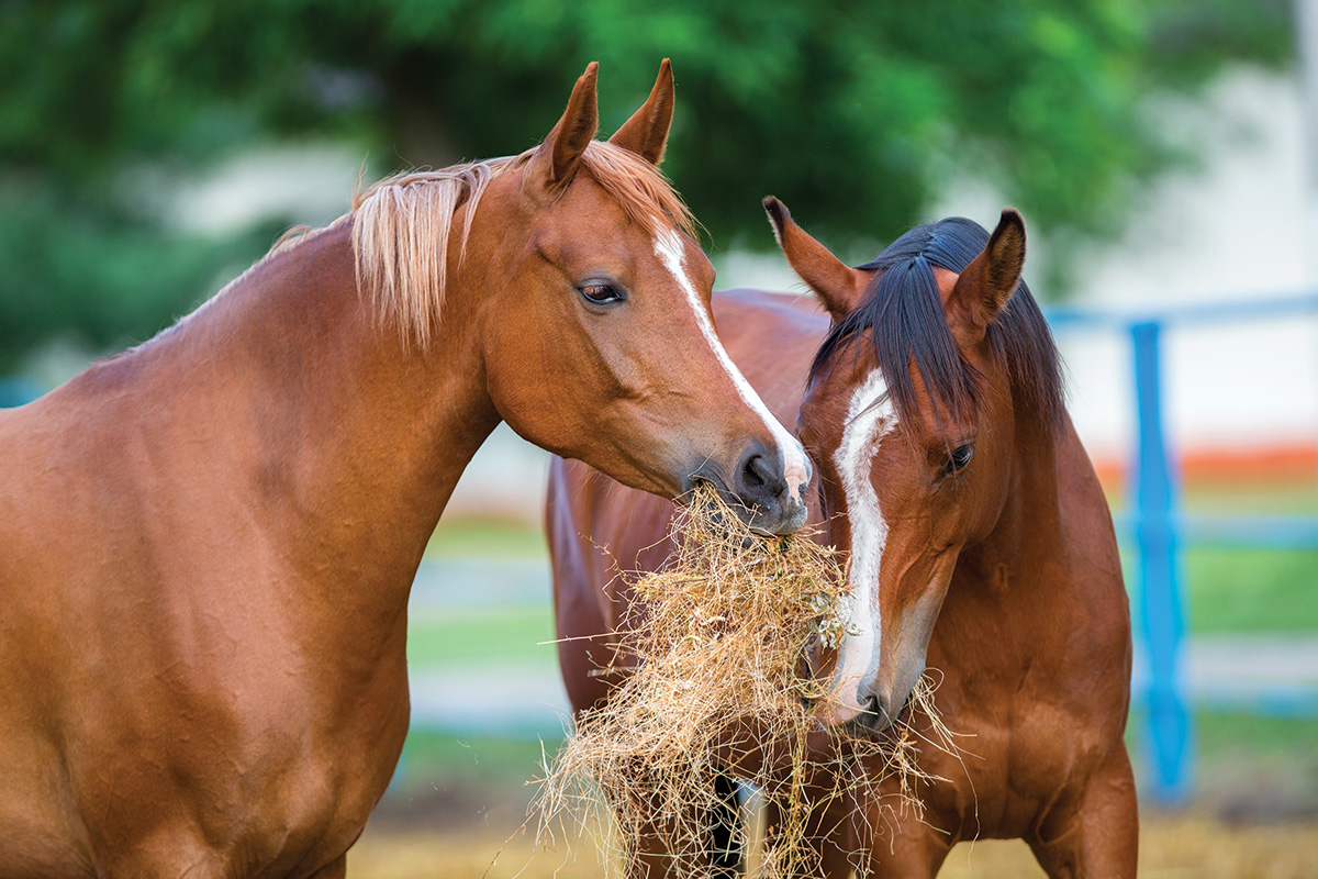 Arabian horses eating hay. This horse breed can be prone to insulin resistance.