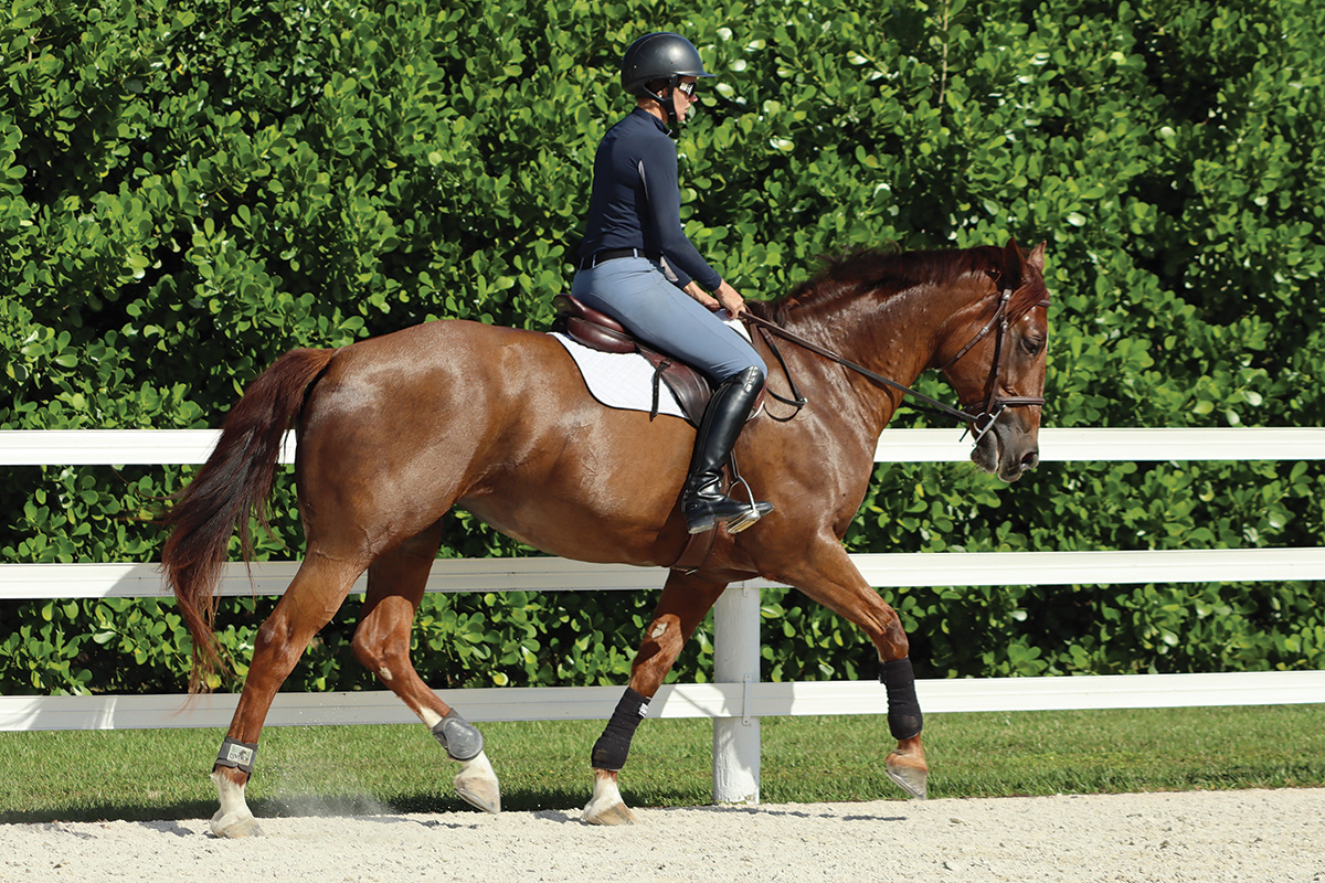 An equestrian trotting a horse