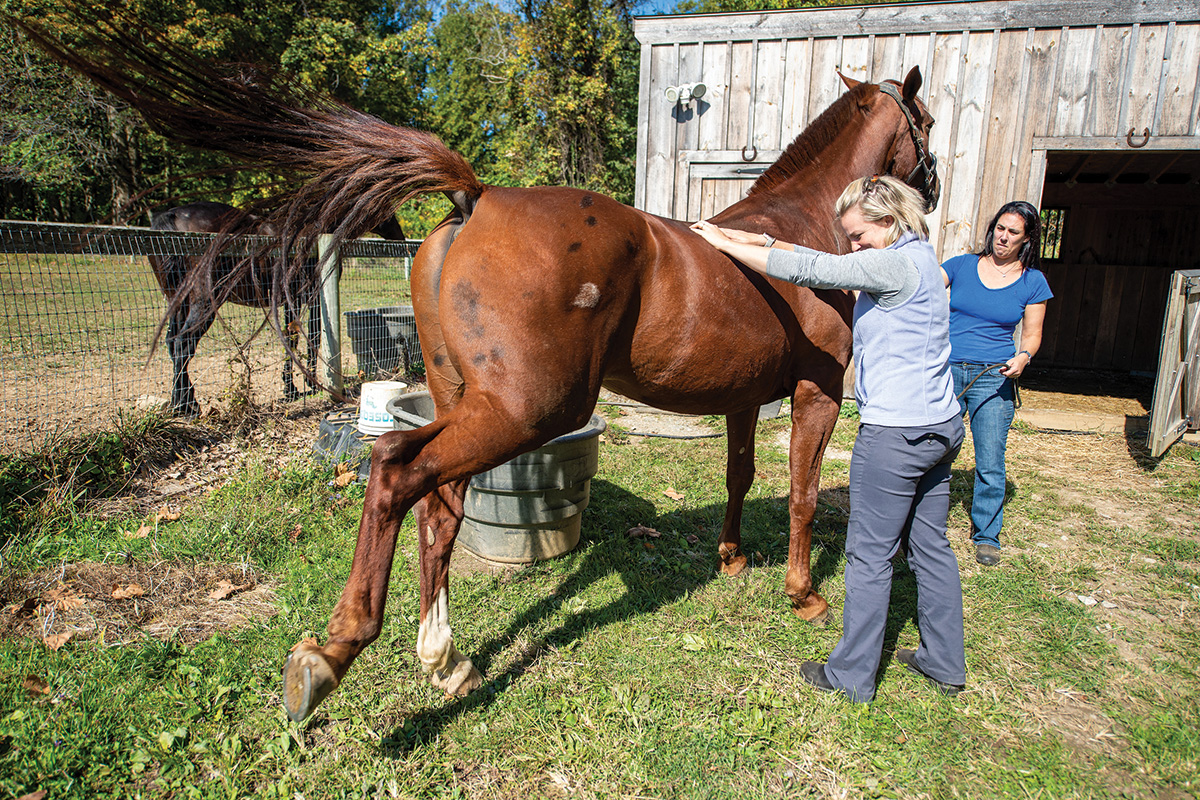 A horse showing pain of kissing spine as pressure is applied to the lumbar and lower thoracic spine