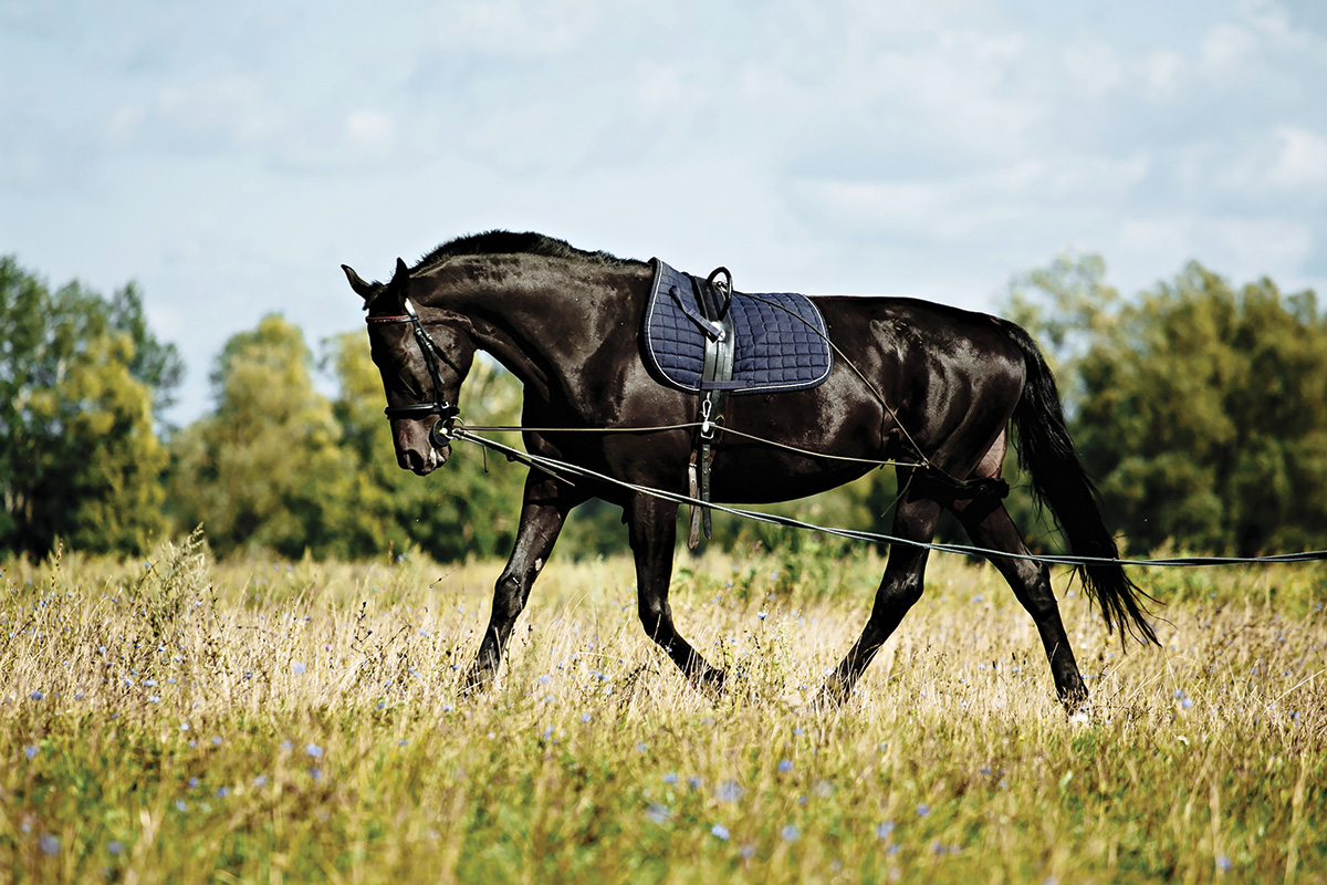 Postural rehabilitation in the form of the Pessoa longeing system.