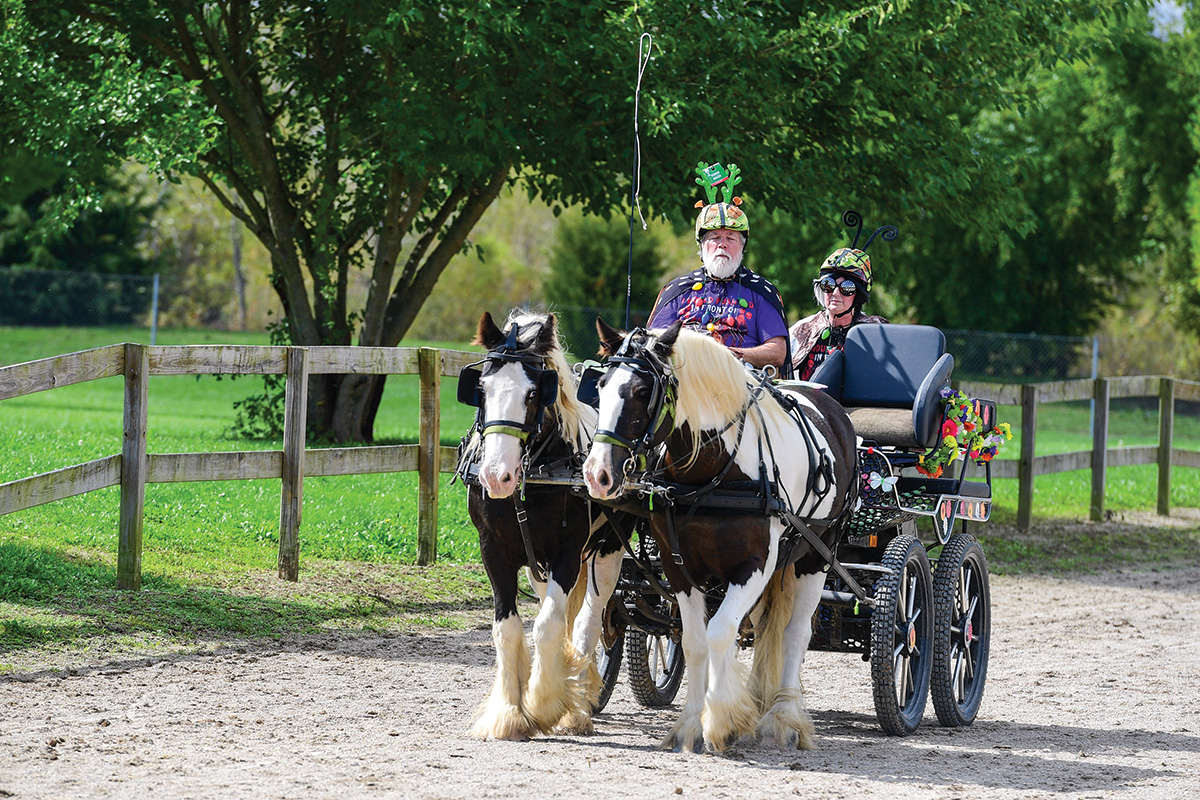 A pair of Gypsy Vanners pulling a carriage