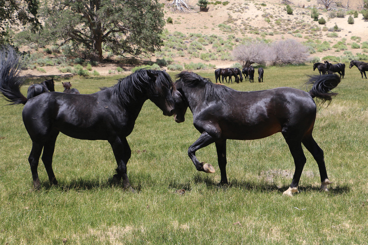 Two feral horses interacting