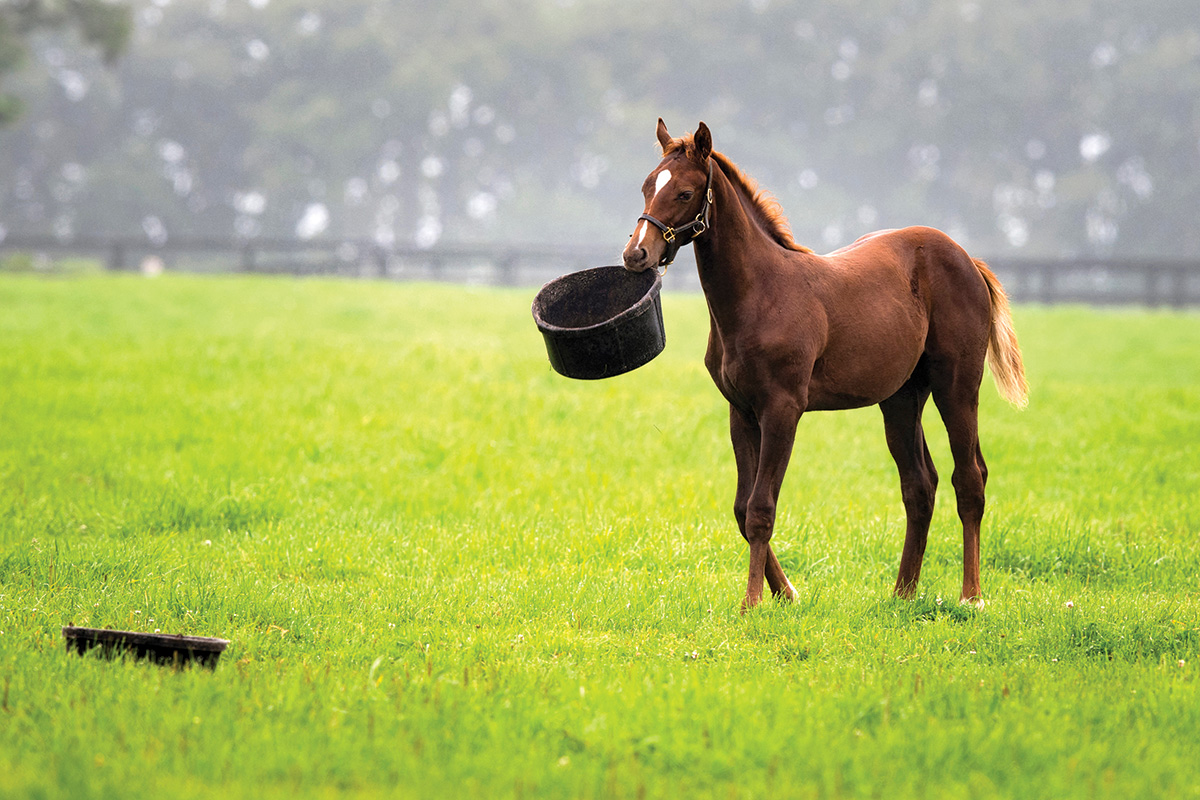A young horse holds a feed tub in its mouth