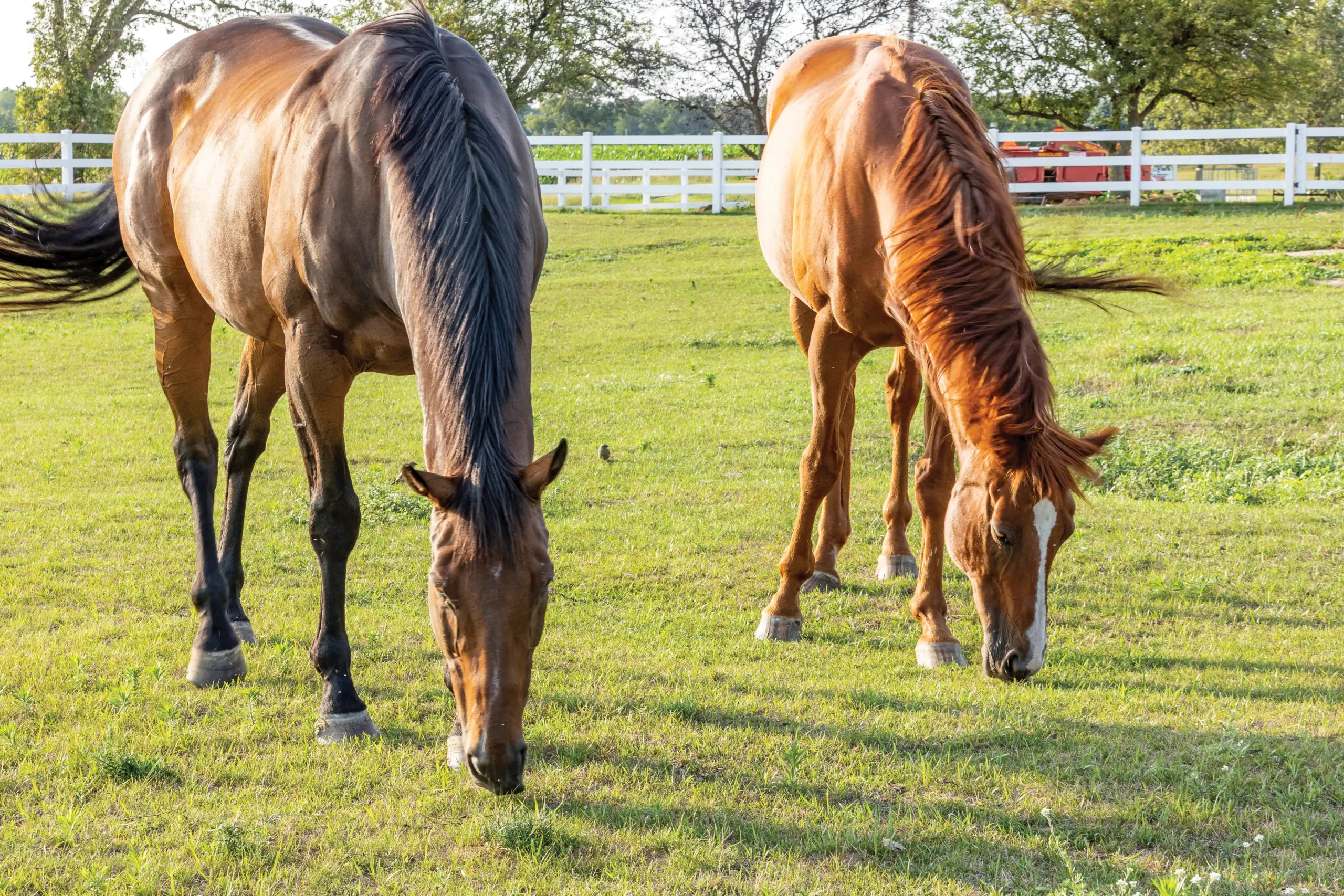 Two horses grazing in a field.
