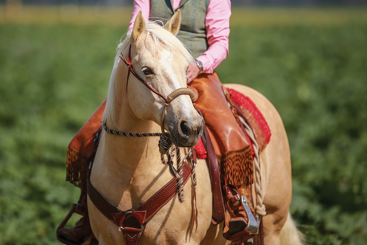 A mare in western tack