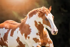 All Paint Horses Are Pintos But Not All Pintos Are Paints