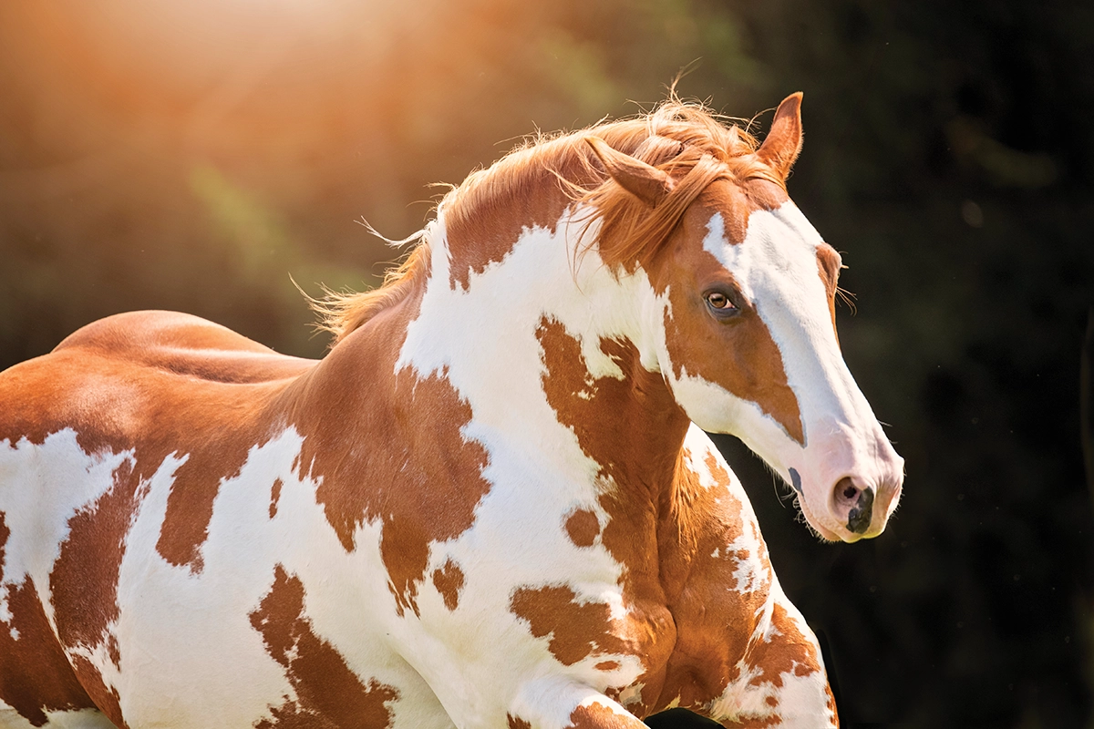 A galloping Paint Horse.