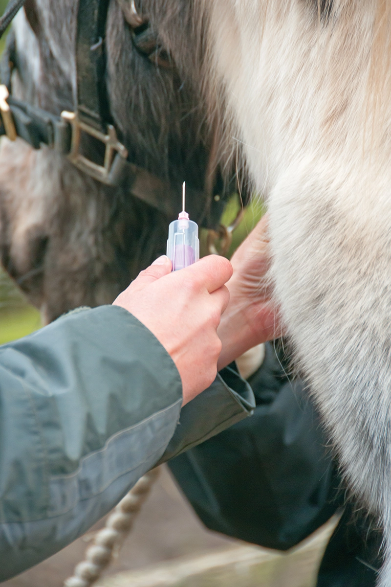 A vet giving an equine injection.